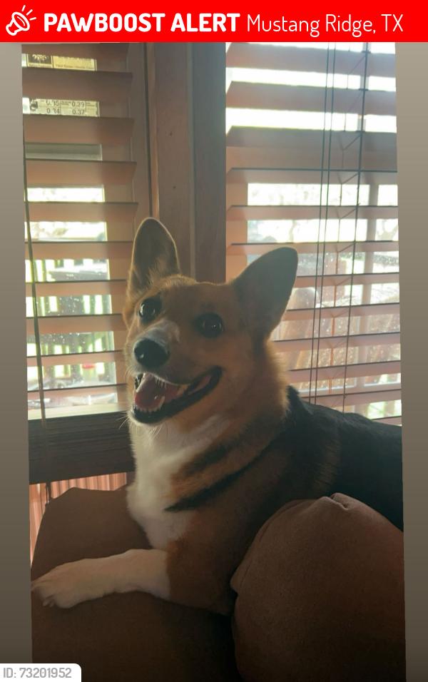Lost Female Dog last seen Von Quintas rd area, Mustang Ridge, TX 78610