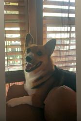Lost Female Dog last seen Von Quintas rd area, Mustang Ridge, TX 78610