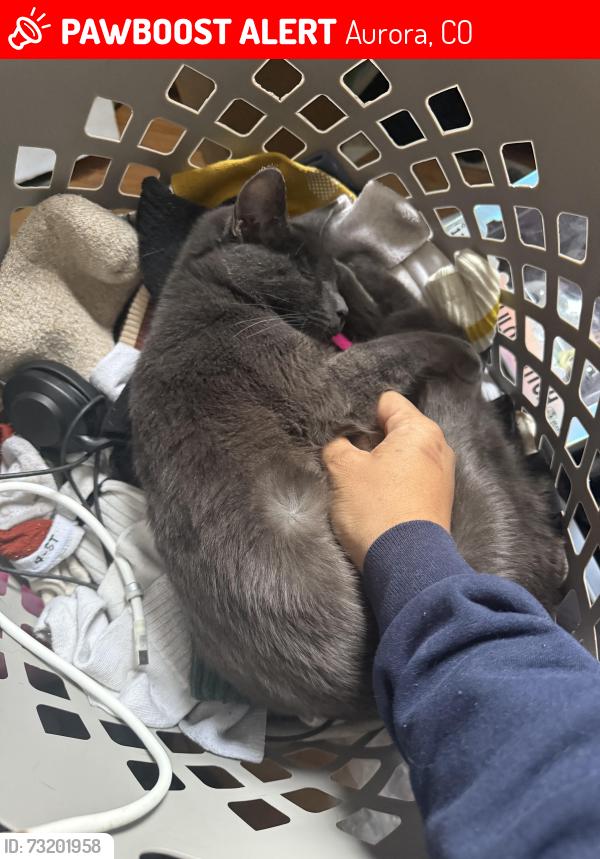 Lost Male Cat last seen Lowry and Joliet, Aurora, CO 80010