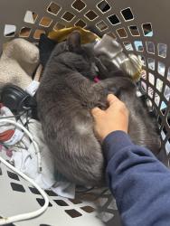Lost Male Cat last seen Lowry and Joliet, Aurora, CO 80010