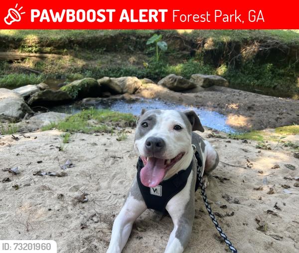 Lost Female Dog last seen Last seen: Wingate apmts Forest Park Ga., Forest Park, GA 30297