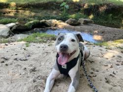 Lost Female Dog last seen Last seen: Wingate apmts Forest Park Ga., Forest Park, GA 30297