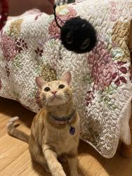 Reunited Male Cat last seen Hatton St / Oakdale St, Los Angeles, CA 91306