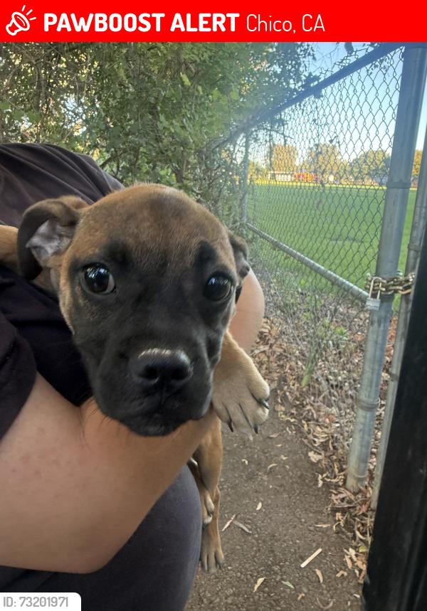Lost Female Dog last seen Little Chico Creek Elementary, Chico, CA 95928