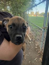 Lost Female Dog last seen Little Chico Creek Elementary, Chico, CA 95928