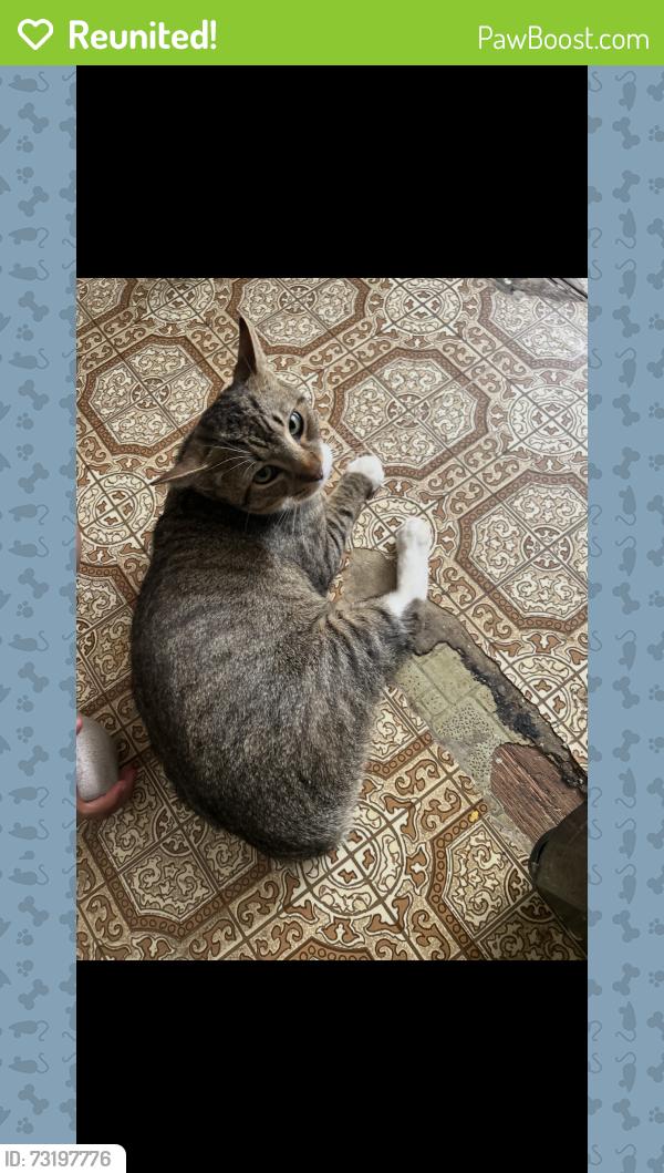 Reunited Male Cat last seen Ringgold Road area near Lake Howard Baptist Church in Lafayette Georgia., LaFayette, GA 30728