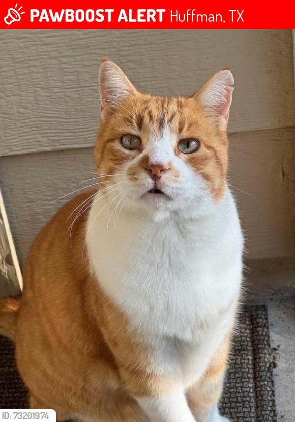 Lost Female Cat last seen Commons Forest and Vista Del Lago, Huffman, TX 77336