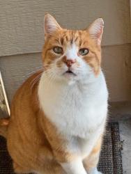 Lost Female Cat last seen Commons Forest and Vista Del Lago, Huffman, TX 77336