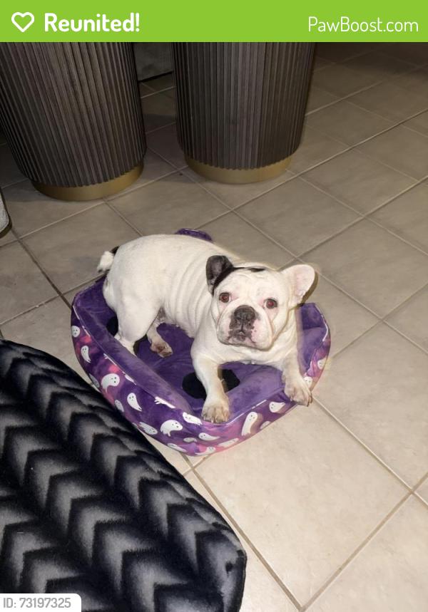 Reunited Female Dog last seen Silo rd, Arlington, TX 76018