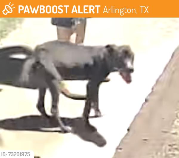 Found/Stray Unknown Dog last seen Park row & Carter Dr, Arlington, TX 76010