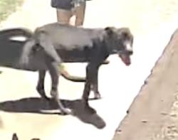 Found/Stray Unknown Dog last seen Park row & Carter Dr, Arlington, TX 76010