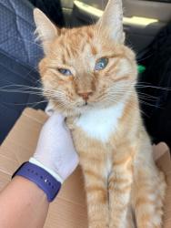 Reunited Male Cat last seen Near E Puente St and De Lay Ave west of Grand Ave across from Sierra Vista Middle School, Covina, CA 91723
