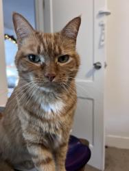 Reunited Male Cat last seen S 48th St and Tacoma Ave, Tacoma, WA 98408