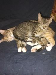Lost Unknown Cat last seen Deen Rd, Terminal Rd, Fort Worth, TX 76106