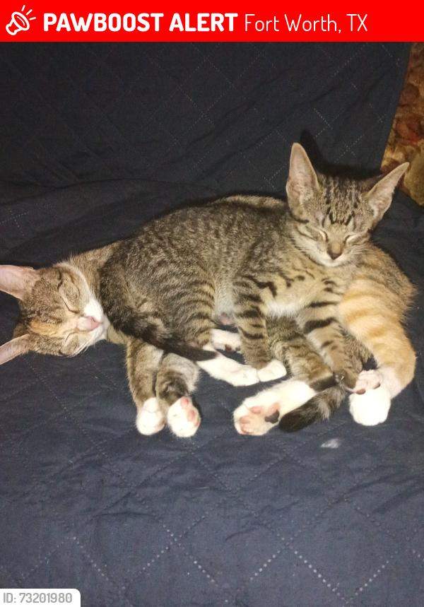 Lost Unknown Cat last seen Deen Rd, Terminal Rd, Fort Worth, TX 76106