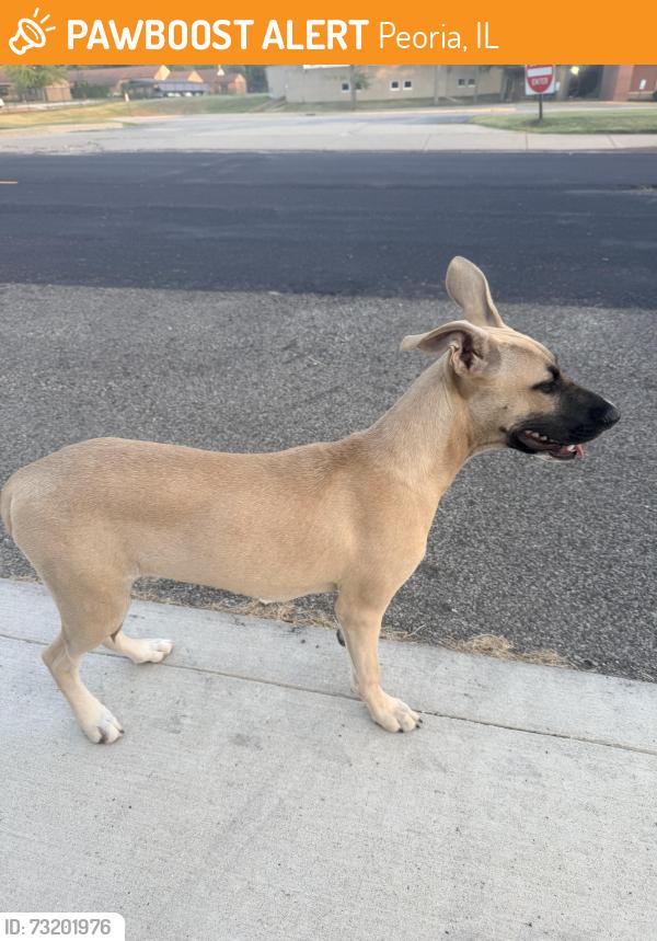 Found/Stray Unknown Dog last seen Florence Ave. and Sheridan Road, Peoria, Peoria, IL 61604