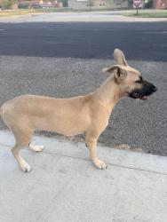 Found/Stray Unknown Dog last seen Florence Ave. and Sheridan Road, Peoria, Peoria, IL 61604