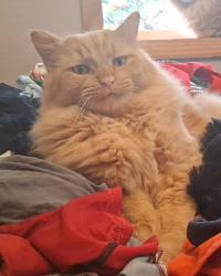 Lost Male Cat last seen Near e mission rd, Green Bay, WI 54301