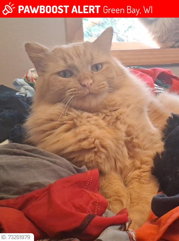 Lost Male Cat last seen Near e mission rd, Green Bay, WI 54301
