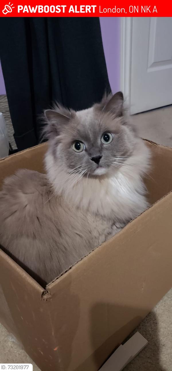 Lost Male Cat last seen Warbler woods, London, ON N6K 0A8