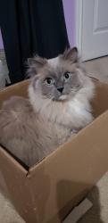 Lost Male Cat last seen Warbler woods, London, ON N6K 0A8