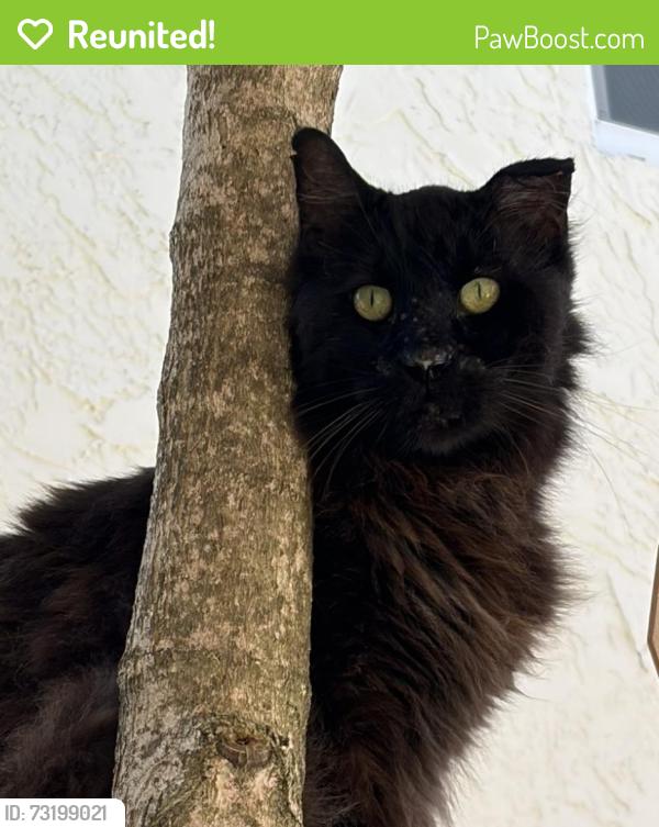 Reunited Male Cat last seen eastern shores, North Miami Beach, FL 33160