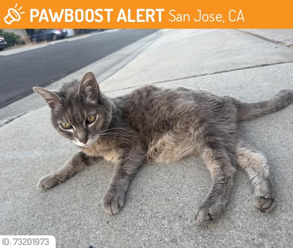 Found/Stray Female Cat last seen Shelley Ave, San Jose, CA 95124