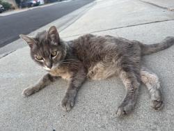 Found/Stray Female Cat last seen Shelley Ave, San Jose, CA 95124