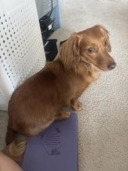Lost Female Dog last seen Sweetwater park, McKinney, TX 75071