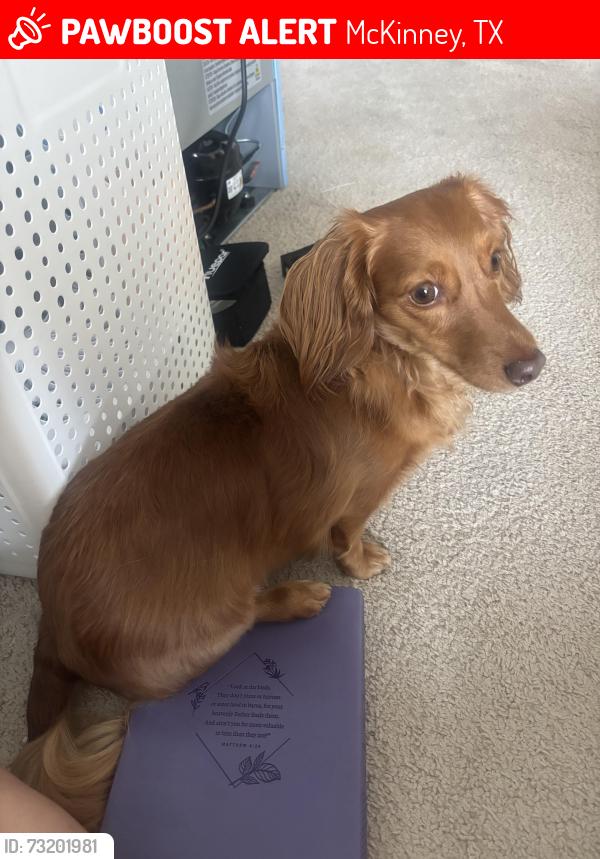 Lost Female Dog last seen Sweetwater park, McKinney, TX 75071