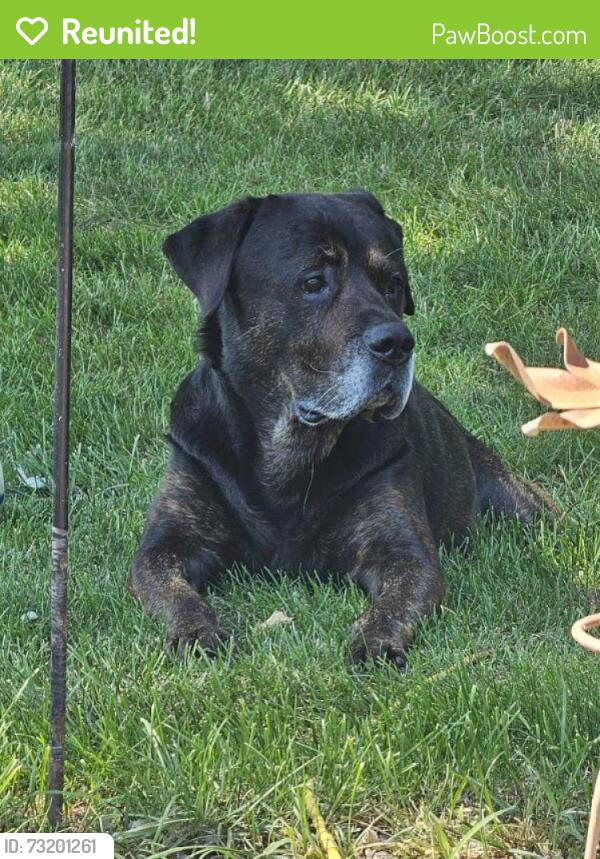 Reunited Male Dog last seen South Anderson Road/Regent/Chelsea, New Lenox, IL 60451