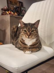 Reunited Male Cat last seen 49th st W, mountlake terrace, Mountlake Terrace, WA 98043