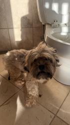Found/Stray Male Dog last seen Treviño elementary, San Juan, TX 78577