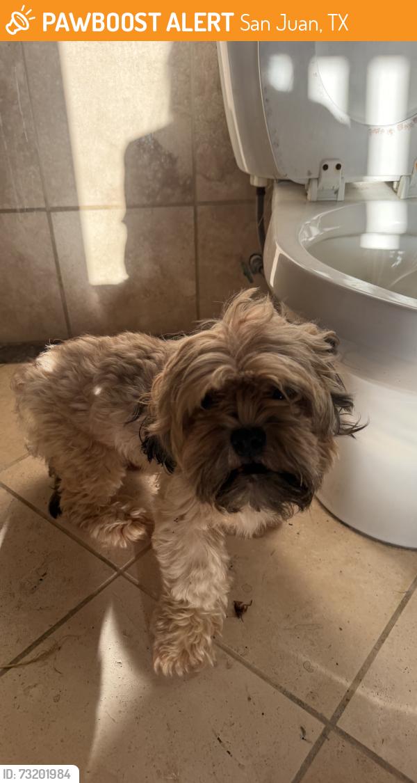 Found/Stray Male Dog last seen Treviño elementary, San Juan, TX 78577