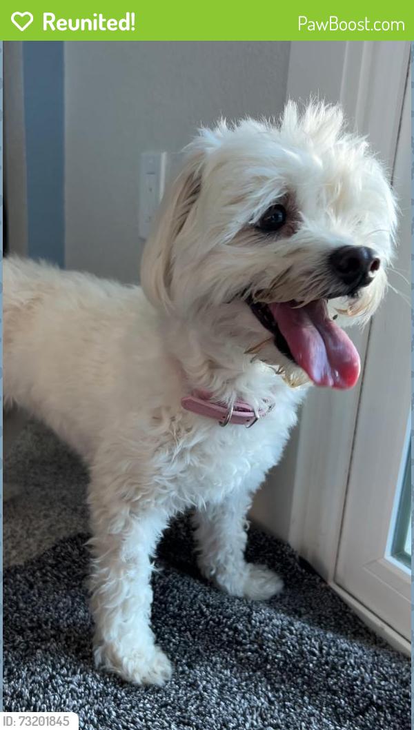 Reunited Female Dog last seen Bayside church, Granite Bay, CA 95746