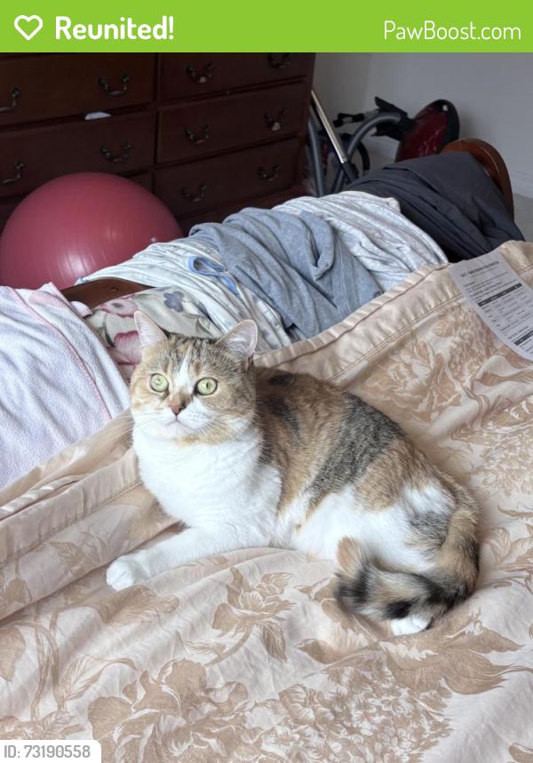 Reunited Female Cat last seen old coloney and baview, Richmond Hill, ON 