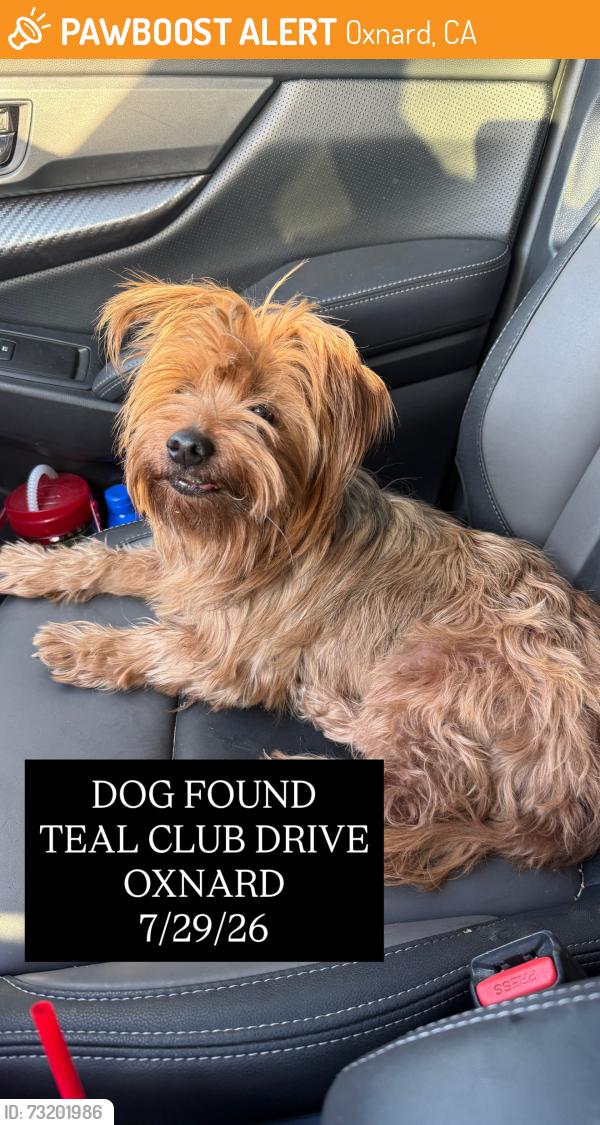 Found/Stray Female Dog last seen Ventura road, Oxnard, CA 93036