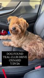 Found/Stray Female Dog last seen Ventura road, Oxnard, CA 93036