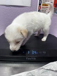 Shelter Stray Female Dog last seen Near Allemands, COUNTY of El Paso, TX, 5001 Fred Wilson Ave, El Paso, TX 79906, USA