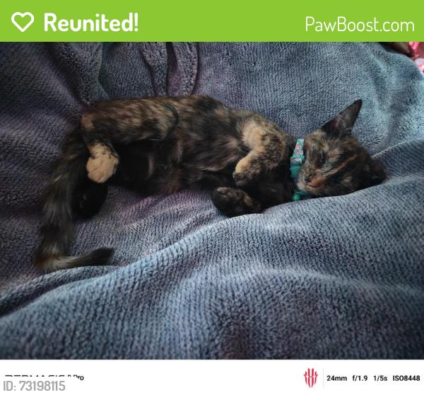 Reunited Male Cat last seen Gibson Rd, El Monte, CA 91731, USA, El Monte, CA 91731
