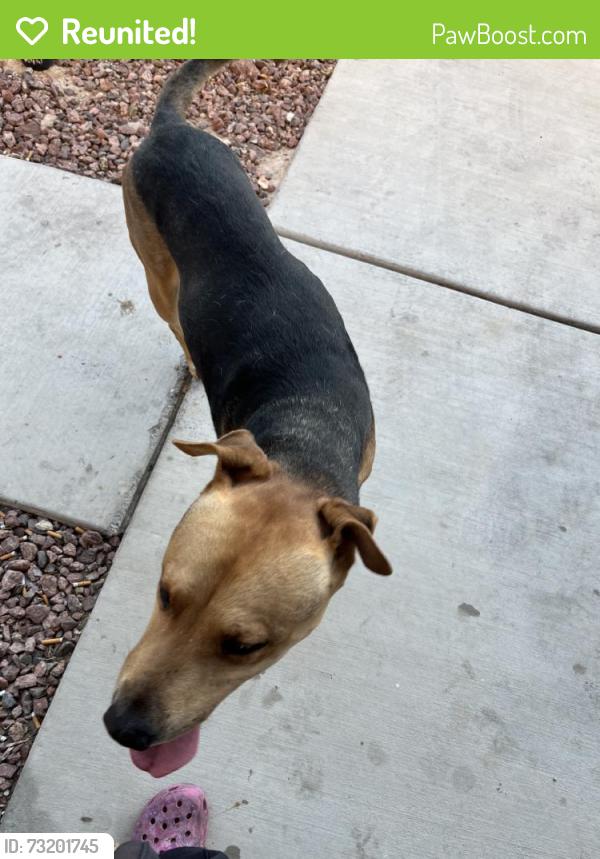 Reunited Male Dog last seen Near Magic Oak St, North Las Vegas, NV 89031, USA, North Las Vegas, NV 89031