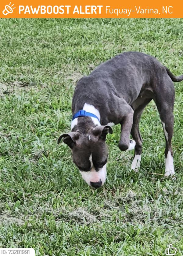 Found/Stray Female Dog last seen Rawls church area, Fuquay-Varina, NC 27526