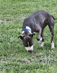 Found/Stray Female Dog last seen Rawls church area, Fuquay-Varina, NC 27526