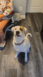 Reunited Male Dog last seen Old ballwin and Nancy Place., Ballwin, MO 63021