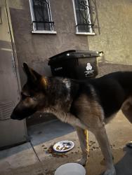 Reunited Male Dog last seen Van ness, Los Angeles, CA 90047