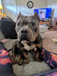Reunited Male Dog last seen Kenilworth Ln & Prosser Rd, Knoxville, TN 37917