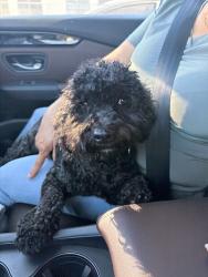 Found/Stray Female Dog last seen Desmand rd, La Mirada, CA 90638