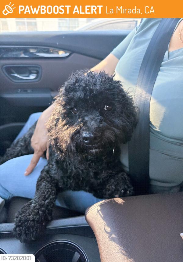 Found/Stray Female Dog last seen Desmand rd, La Mirada, CA 90638