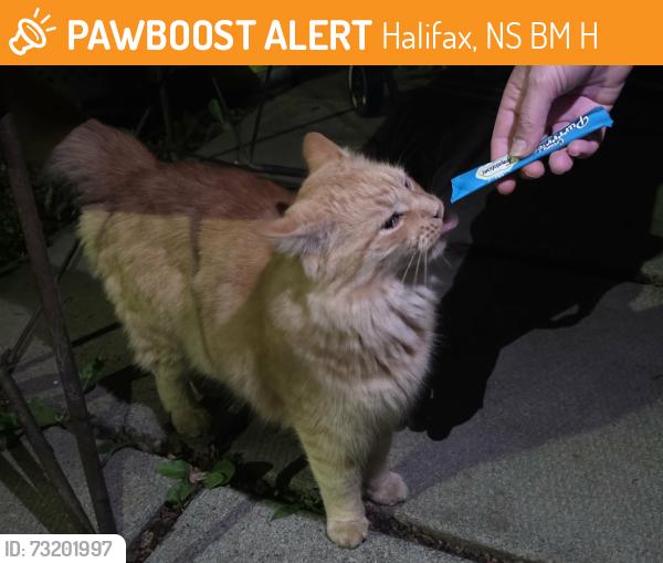 Found/Stray Unknown Cat last seen Near Mandaville Crt, Halifax, NS B3M 3H6