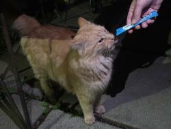 Found/Stray Unknown Cat last seen Near Mandaville Crt, Halifax, NS B3M 3H6